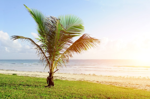 Foto bellissime palme in spiaggia oceano indiano