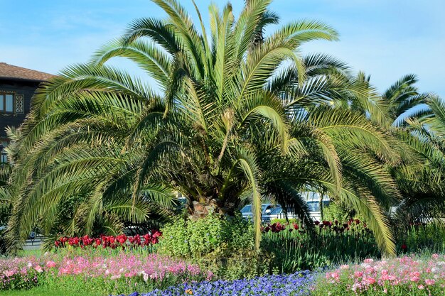 beautiful palm trees on the city streets