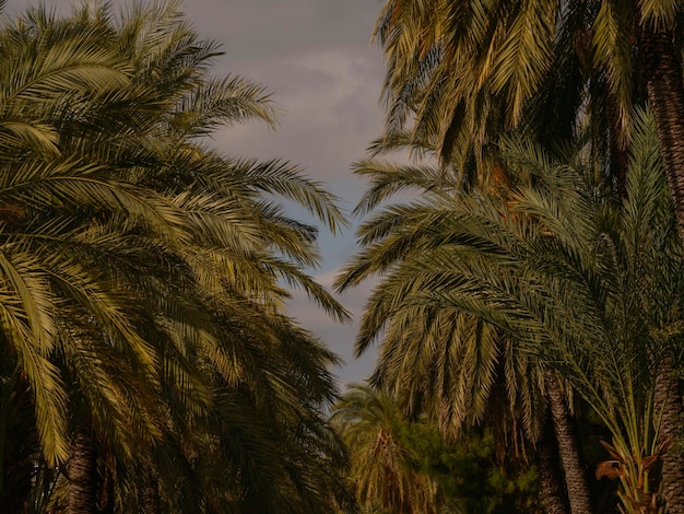 Beautiful palm trees in the nature