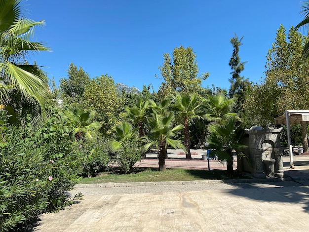 Beautiful palm trees in the park