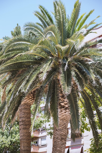 Beautiful palm trees in Spain