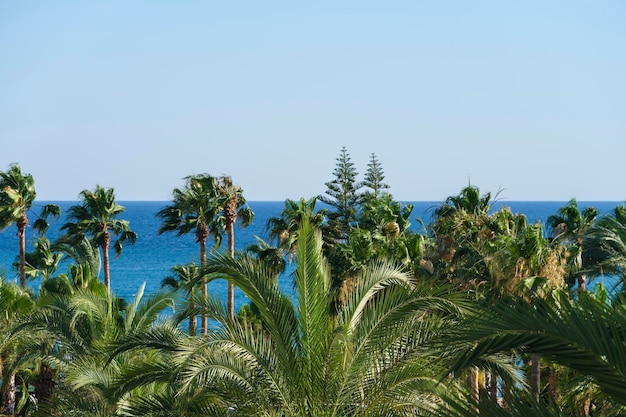 Photo beautiful palms and sea view