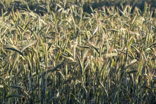 Beautiful panorama of agricultural crop and wheat fields on a sunny day in summer