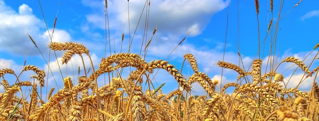 Красивая панорама сельскохозяйственных культур и полей пшеницы в солнечный летний день