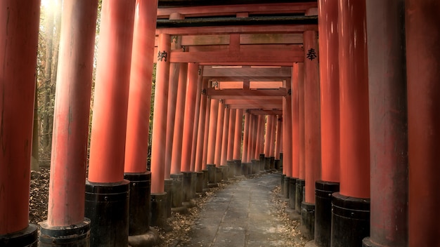 Красивый пейзаж панорамы с солнечным светом с красными воротами тори в знаменитом храме Фусими Инари Тайся. Солнечные лучи сияют через японскую тропу святилища с традиционной архитектурой