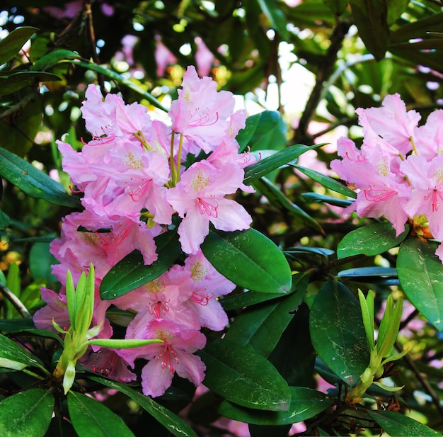 Beautiful panorama with pink summer rodendrons on the background of leaves Rodendrons flaunt in a botanical garden