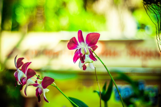 A beautiful panoramic view of Chiang Mai Thailand