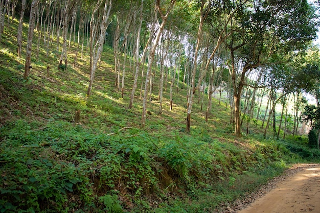 A beautiful panoramic view of Chiang Rai Thailand