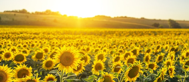 Bella vista panoramica di un campo di girasoli alla luce del sole al tramonto. girasole giallo da vicino.