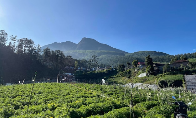 Beautiful panoramic view of the mountain and green fields lovely landscape for backgrounds