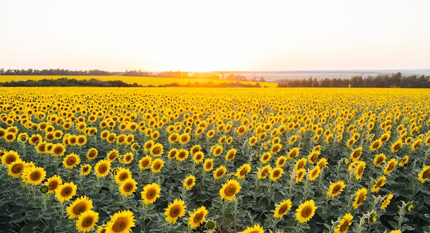 写真 夕日に照らされたひまわり畑の美しいパノラマビュー。黄色いヒマワリがクローズアップ。日没と開花の牧草地の豊かな収穫の概念を持つ美しい夏の風景。