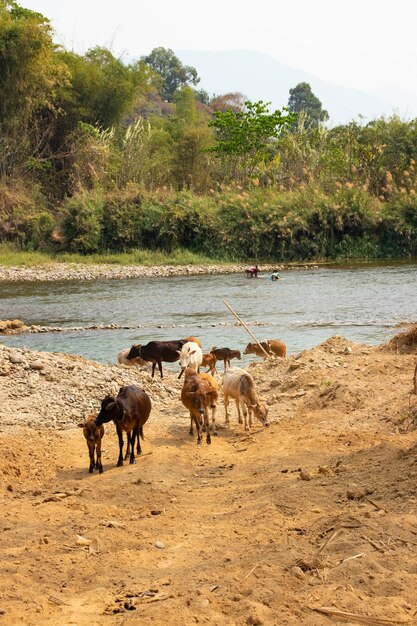 A beautiful panoramic view of Vang Vieng in Laos