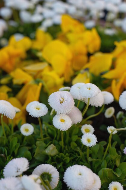 Beautiful pansies and daisies lilac and pink flowers in a spring garden