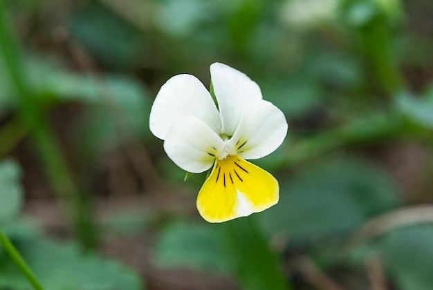 Beautiful pansy flower on blurred green background