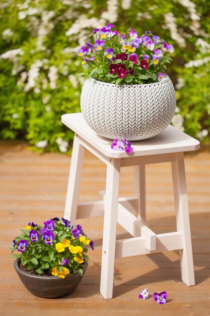 庭の植木鉢で美しいパンジー夏の花