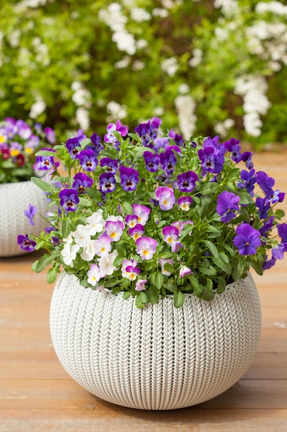 Beautiful pansy summer flowers in flowerpots in garden