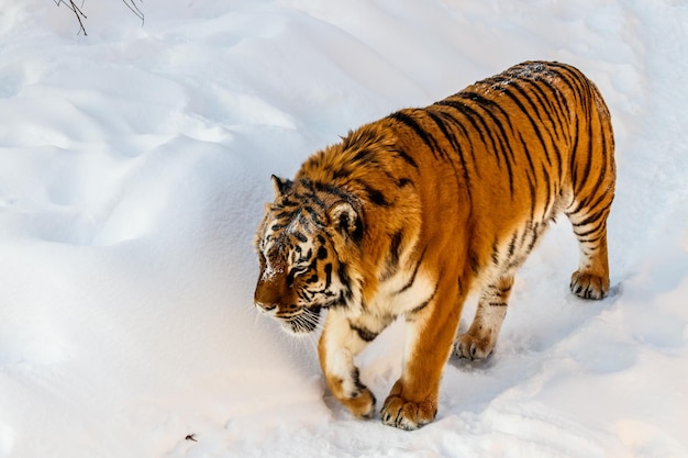 beautiful panthera tigris on a snowy road close up