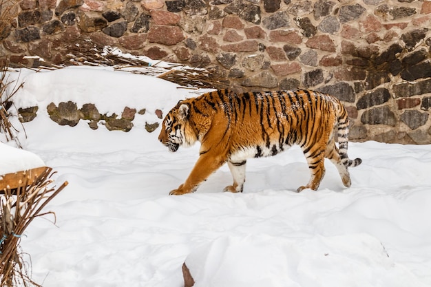 Beautiful panthera tigris on a snowy road