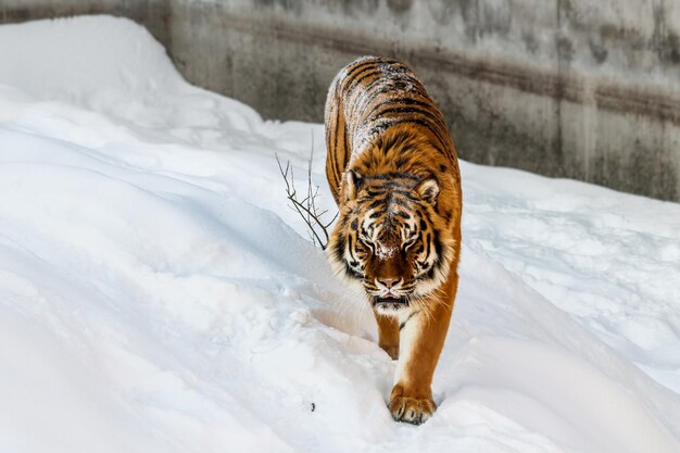 Beautiful panthera tigris on a snowy road