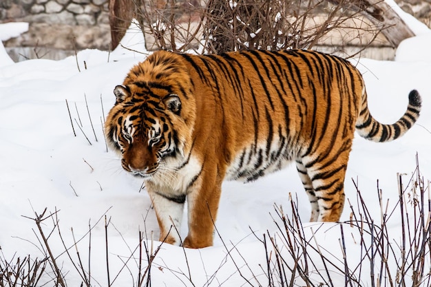 Beautiful panthera tigris on a snowy road