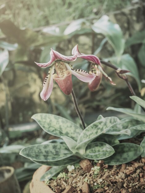 정원에서 아름다운 Paphiopedilum