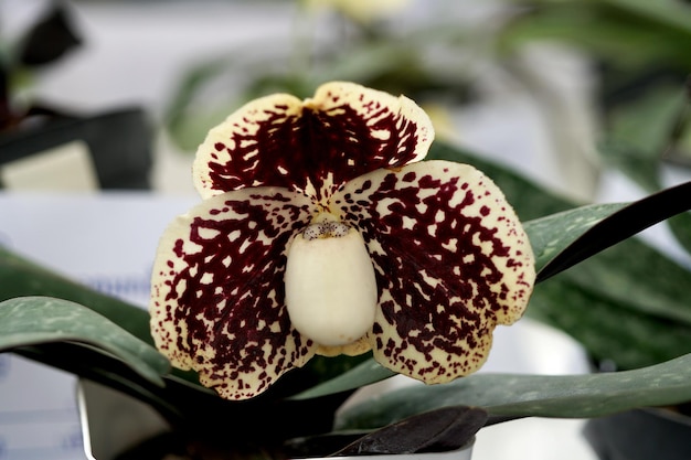 Красивый цветок орхидеи Paphiopedilum godefroyae в саду