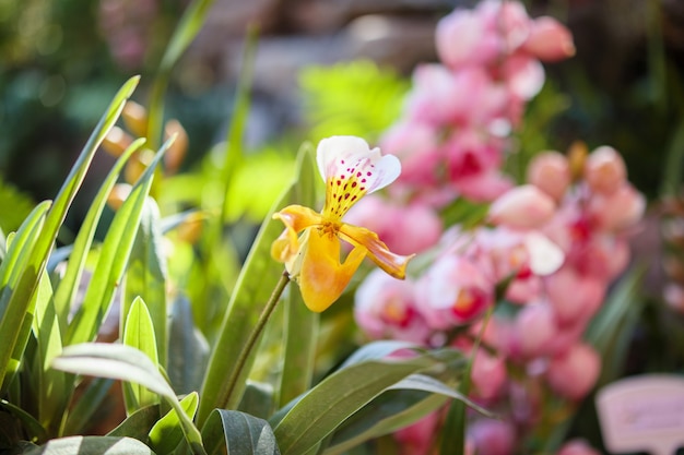 정원 꽃 배경에서 피는 아름다운 Paphiopedilum 난초 꽃