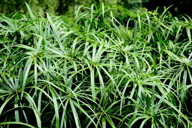 写真 自然の中の美しいパピルス植物