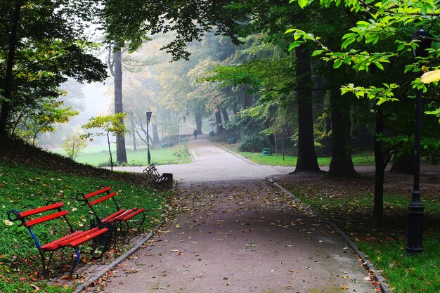 Beautiful park in the fog