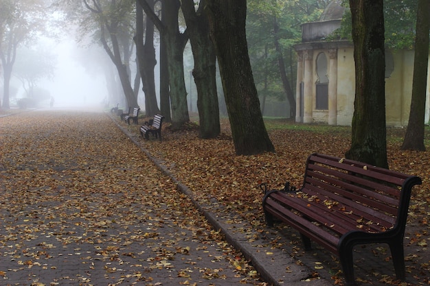 Beautiful park in the fog