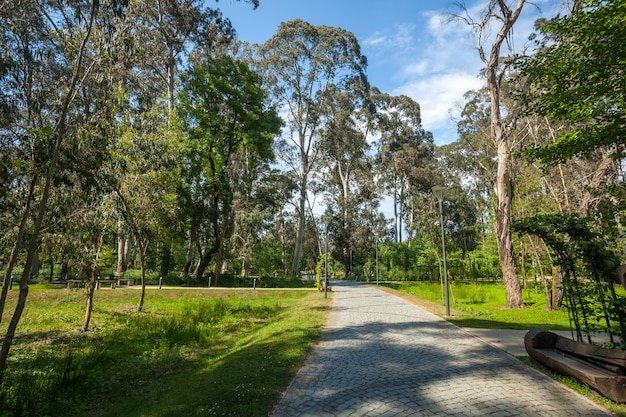 Beautiful park in Shekvetili with different trees