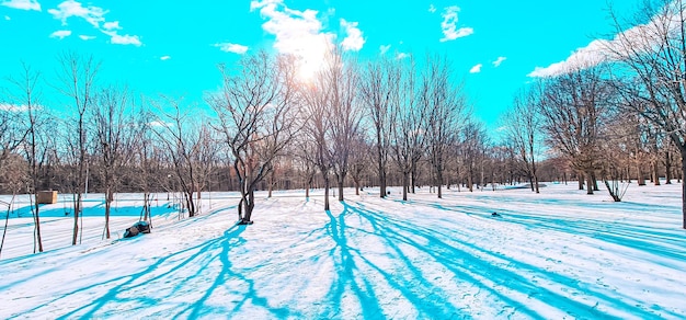 красивый парк в снегу