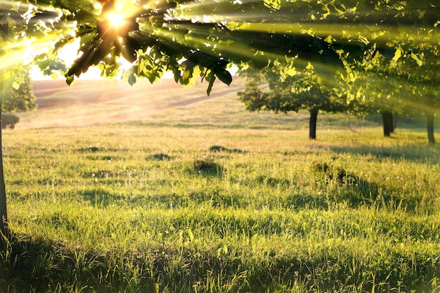 Beautiful park tree