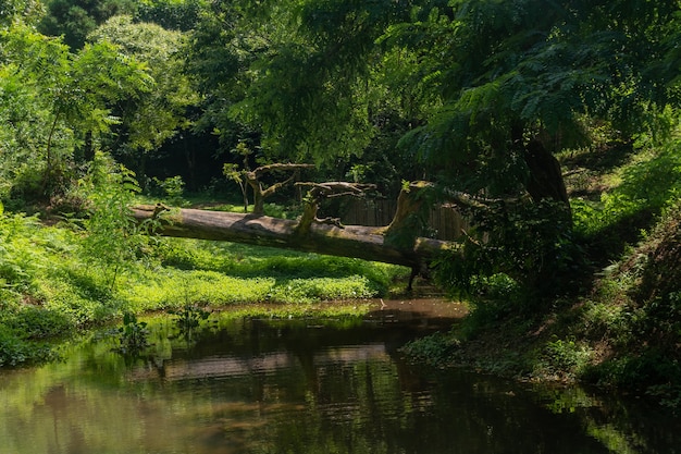 ジョージア州アジャリア自治共和国のTsikhisdziriリゾートの美しい公園