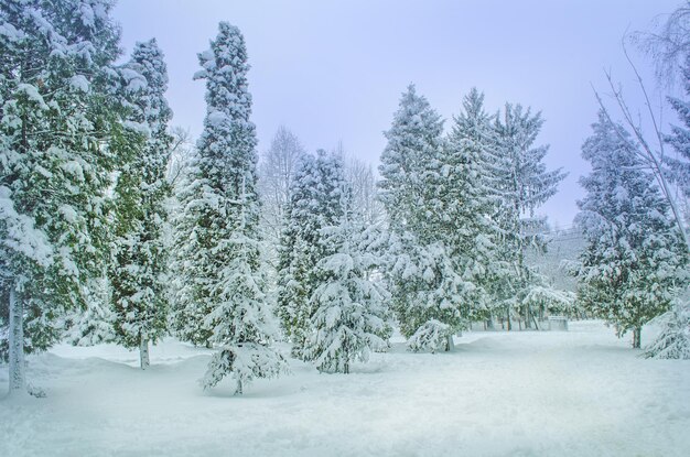 Beautiful park in the winter