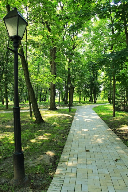 Photo beautiful park with many green trees and path