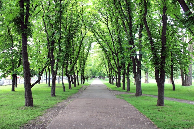 Beautiful park with many green trees