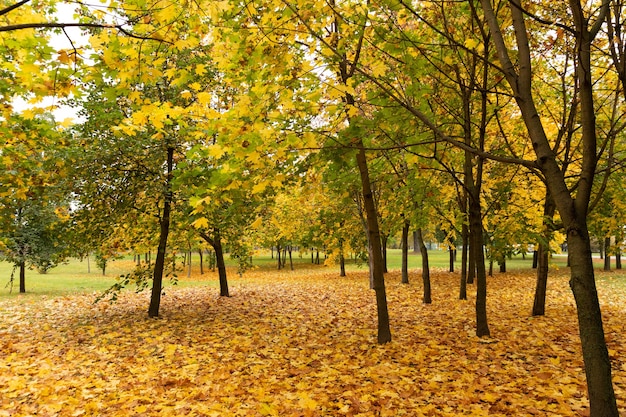 Красивый парк с кленами осенью.