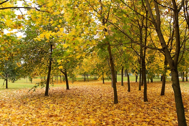 Beautiful park with maple trees in autumn.