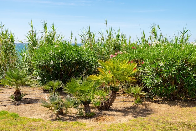 Beautiful park with palm trees green grass