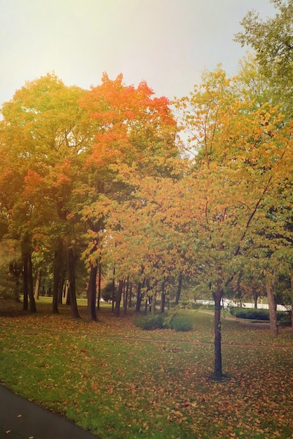 Beautiful park with tree and colorful leaves on green grass in autumn.