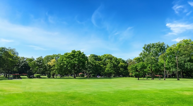 背景に木がある美しい公園