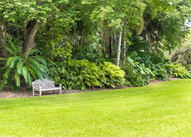 Photo beautiful park with tropical nature and palms