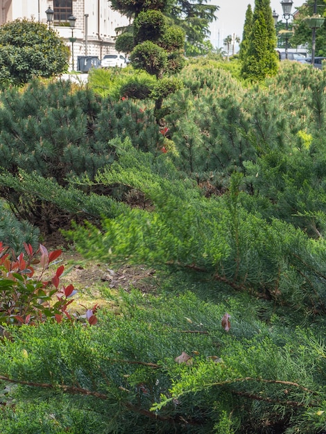 都市の美しい公園 公園の素敵な植物