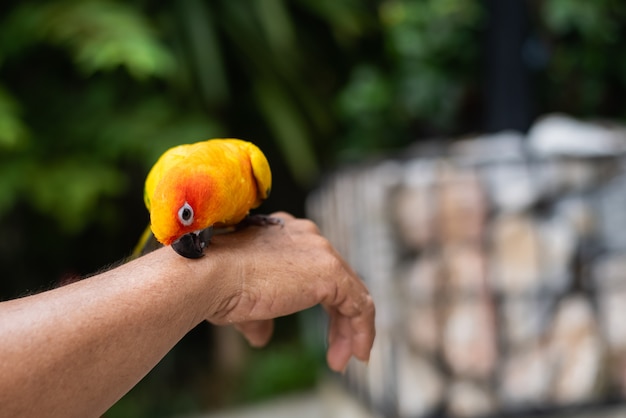 男の手に美しいオウム鳥