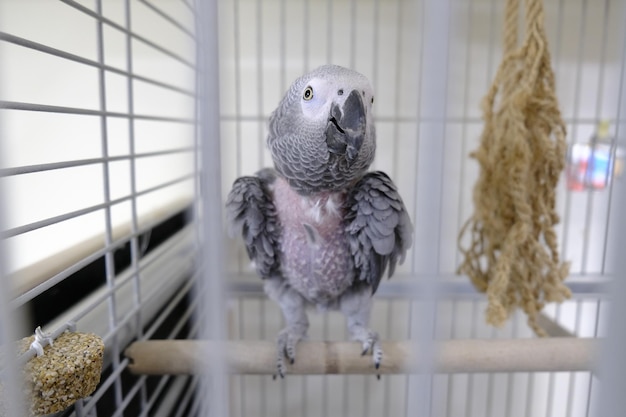 Beautiful parrot in the cage