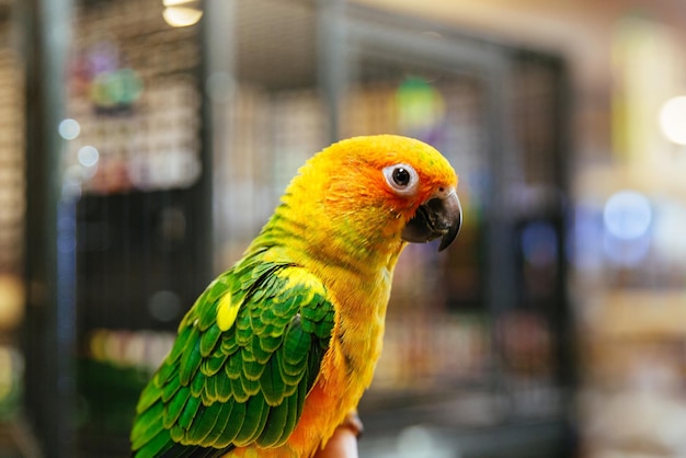 Beautiful parrot closeup parrot scratching his beak with his claws