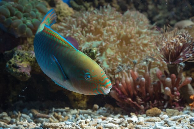 Beautiful parrot fish with colorful bodies