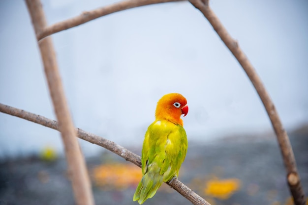 Фото Красивый попугай неразлучник, изолированные на белом фоне