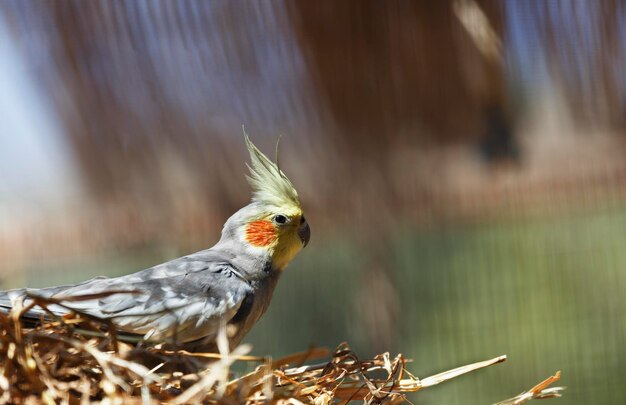 Beautiful parrot in a nest on a blurry background